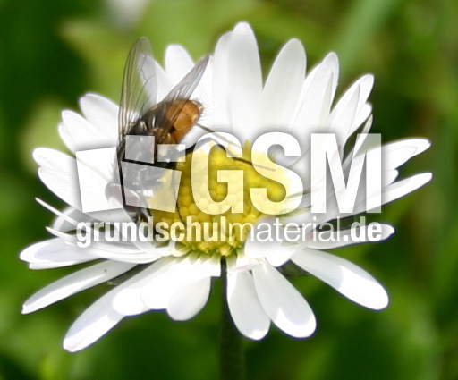 Gaensebluemchen-Fliege-2.jpg